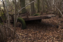 Hornbeam, Carpinus betulus. Woodland in winter with carpet of brown leaves and a decaying old cart with green moss covered wheels being reclaimed by nature.