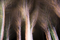 Trees with bare branches, manipulated with multiple exposure effect and colours, creating a pattern.