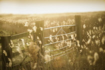 Common reeds, Phragmites australis in fields with a wooden fence and metal gate baclit with golden light. Nostalgic warm colours. Manipulated colours.