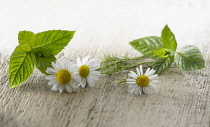 Chamomile, Chamaemelum nobileon. Three flowers arranged with sprigs of peppermint, Mentha piperita, on pale, distressed, wooden background. Selective focus.