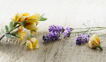 Honeybush, Cyclopia genistoides. Sprig with leaves and flowers arranged with stems of Lavender, Lavandula augustifolia on pale, distressed, wooden background. Selective focus.