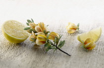 Honeybush, Cyclopia genistoides. Sprig with leaves and flowers arranged with pieces of lemon, on  pale, distressed, wooden background. Selective focus.