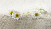 Chamomile, Chamaemelum nobileon. Three flowers with stalk and leaves arranged on pale, distressed, wooden background. Selective focus.