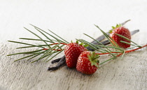 Strawberry, Fragaria cultivar arranged with sprigs of Redbush or Rooibus, Aspalathus linearis and sticks of vanilla pods on pale, distressed, wooden background. Selective focus.