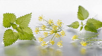 Fennel, Foeniculum vulgare flowering umbel arranged with nettle, Urtica dioica sprigs on silver background in water. Selective focus.