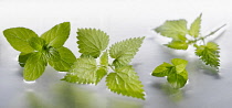 Nettle, Urtica dioica sprigs arranged with peppermint, Mentha piperata on silver background in water. Selective focus.