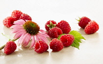 Raspberry, Rubus idaeus cultivar. Several berries arranges with a single Echinacea purpurea flower on white marble. Selective focus.