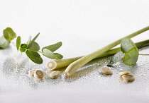 Lemon grass, Cymbopogon citratus stems and slices arranged with Eucalyptus globulus leaves on silver background, and spritzed with water. Selective focus.