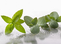 Peppermint, Mentha piperita sprig arranged with Eucalyptus globulus leaves on silver background, and spritzed with water. Selective focus.