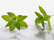 Peppermint, Mentha piperita sprigs on silver background, and spritzed with water. Selective focus.