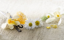 Chamomile, Chamaemelum nobileon with Vanilla flowers and pods, vanilla planifolia, and honey, arranged on pale, distressed, wooden background. Selective focus.