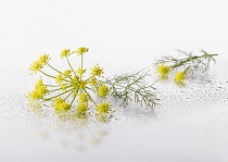 Fennel, Foeniculum vulgare flowering umbel with leaf arranged on silver background, and spritzed with water. Selective focus.