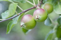 Apple, Malus domestica 'Fiesta'. Close view of two small apples forming on twig with leaves.