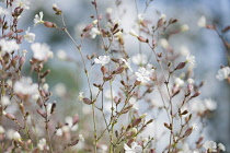 Campion, Lychnis flos-jovis. Side view of many slender stems with white flowers and pink calyxes against pale blue background.