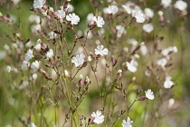 Campion, Lychnis flos-jovis. Side view of many slender stems with white flowers and pink calyxes against green background.