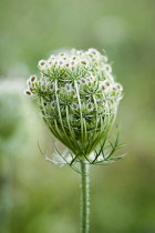 Carrot, Wild carrot, Daucus carota. Close side view of one seedhead with umbels of small hairy seeds.