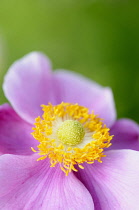Anemone, Anemone hupehensis 'hadspen abundance', Close up of pink flower with yellow stamen.-