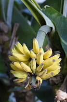Banana, Musa acuminata 'dwarf cavendish', Yellow bananas growing on the tree.