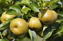 Pear, Nashi pear, Pyrus pyrifolia, Fruit gowing on the tree.