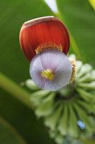 Banana, Musa, Close up of the flower.