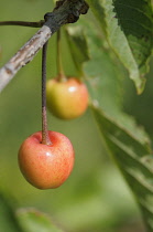 Cherry, Sweet cherry 'Colney', Prunus avium ' Colney', Two cherries growing on a branch.