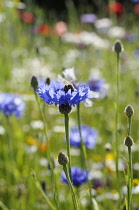 Cornflower, Centaurea cyanus, Blue flowers growing in wild meadow.