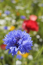 Cornflower, Centaurea cyanus, Blue flower growing in wild meadow.