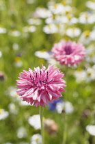 Cornflower, Centaurea cyanus, Pink flowers growing in wild meadow.