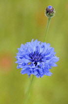 Cornflower, Centaurea cyanus, Blue flower growing in wild meadow.