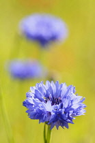 Cornflower, Centaurea cyanus, Blue flowers growing in wild meadow.