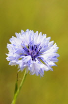 Cornflower, Centaurea cyanus, Pale blue flower growing in wild meadow.