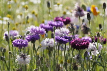 Cornflower, Centaurea cyanus, Purple flowers growing in wild meadow.