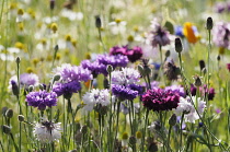 Cornflower, Centaurea cyanus, Purple flowers growing in wild meadow.