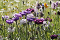 Cornflower, Centaurea cyanus, Purple flowers growing in wild meadow.