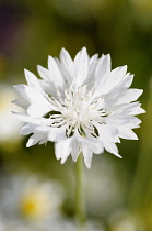 Cornflower, Centaurea cyanus, White flower growing in wild meadow.