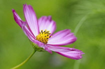 Cosmos, Cosmos bipinnatus 'Sensation Picotee', Side view of pink flower showing yellow stamen.