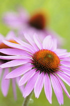 Echinacea, Echinacea purpurea 'Green Edge', Close up of flower with pink petals.