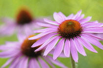 Echinacea, Echinacea purpurea 'Green Edge', Close up of flower with pink petals.