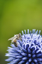 Globe thistle, Echinops bannaticus 'Taplow Blue', close up with Honey Bee.