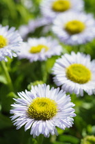 Fleabane, Pale Purple Beach Aster,  Erigeron glaucus 'Western hills'. Mauve flowers with yellow stamen growing outdoor.-