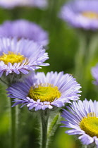 Fleabane, Pale Purple Beach Aster,  Erigeron glaucus 'Western hills'. Mauve flowers with yellow stamen growing outdoor.