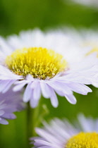 Fleabane, Pale Purple Beach Aster,  Erigeron glaucus 'Western hills'. Mauve flowers with yellow stamen growing outdoor.