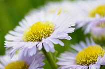 Fleabane, Pale Purple Beach Aster,  Erigeron glaucus 'Western hills'. Mauve flowers with yellow stamen growing outdoor.