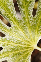 Fatsia,  Fatsia japonica 'Spider's web', close up of variegated leaf showing pattern.