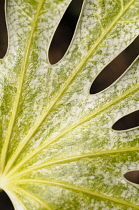 Fatsia,  Fatsia japonica 'Spider's web', close up of variegated leaf showing pattern.