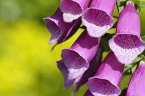 Foxglove, Digitalis purpurea, Close up of bell shaped flowers gowing outdoor.