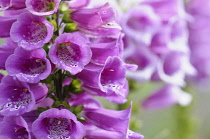 Foxglove, Digitalis purpurea, Close up of bell shaped flowers gowing outdoor.