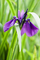 Iris, Iris ensata 'Rose Queen' , Purple flower growin outdoor.