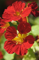 Nasturtium, Tropaeolum majus, Red flowers growing outdoor.