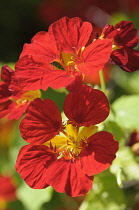 Nasturtium, Tropaeolum majus, Red flowers growing outdoor.